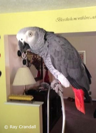 Male Congo African Grey